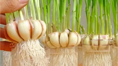 Nunca mais comprei Alho depois que aprendi a plantar em casa