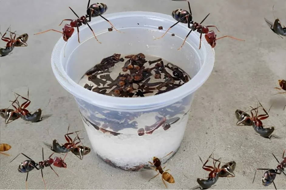 Como acabar com as formigas da sua casa de uma vez por todas