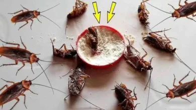 Adeus, Baratas! Receita Caseira Infalível para Exterminar Pestes