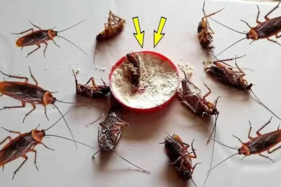 Adeus, Baratas! Receita Caseira Infalível para Exterminar Pestes