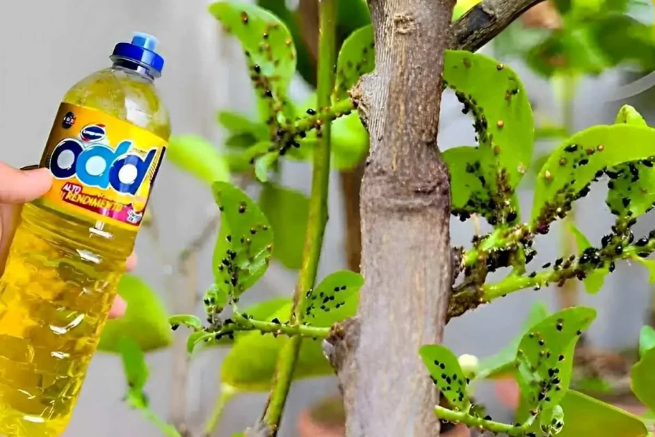 Dica caseira para eliminar pragas das plantas utilizando detergente de cozinha