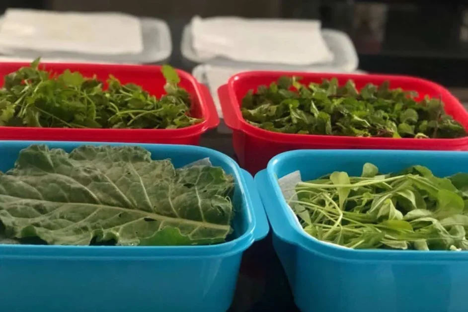 Dica para conservar verduras na geladeira por mais tempo e mantê-las sempre fresquinhas