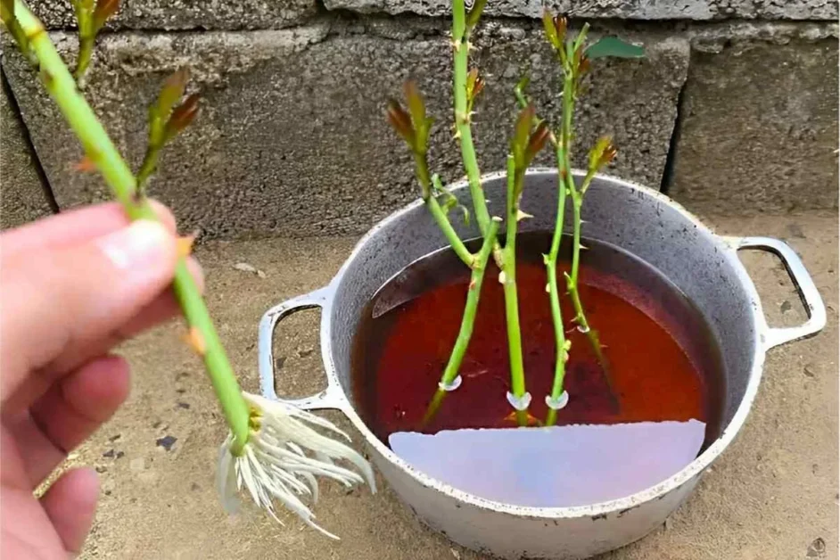 Plantei os galhos das rosas que ganhei de presente e hoje tenho uma roseira linda no meu jardim