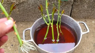 A melhor dica de fim de ano é de como plantar rosas usando galhos