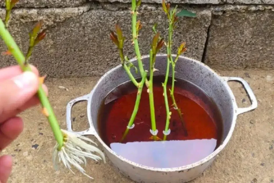 A melhor dica de fim de ano é de como plantar rosas usando galhos