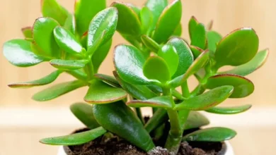 Como fazer o Jade ou Árvore da Abundância florescer em sua Casa