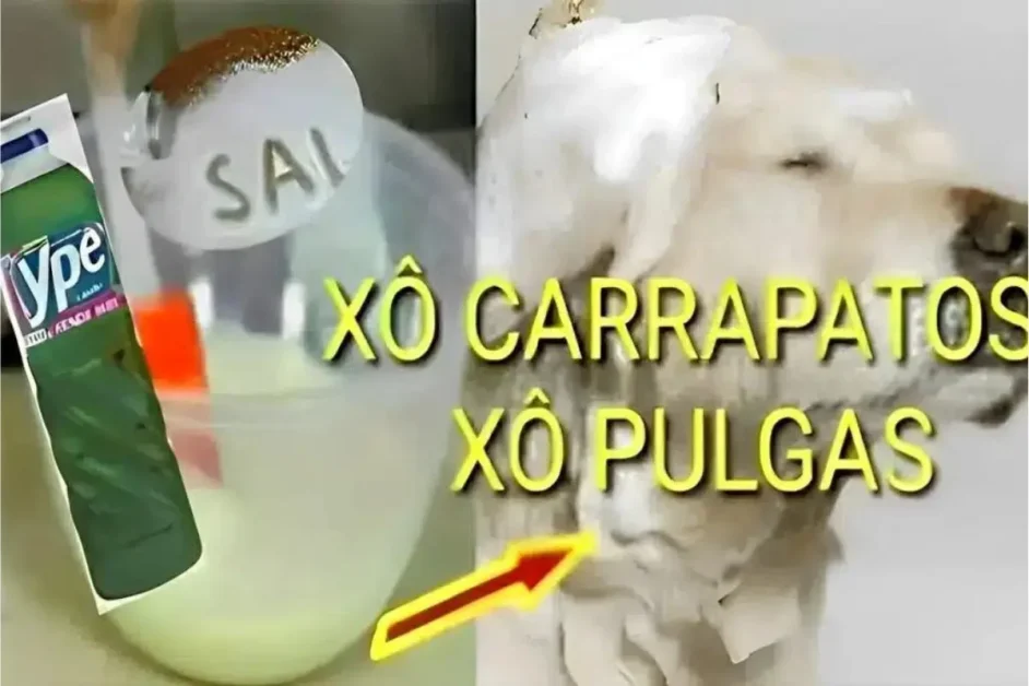 Dei um banho no meu cachorro com essa receita caseira para acabar com pulgas e carrapatos e acabou com tudo