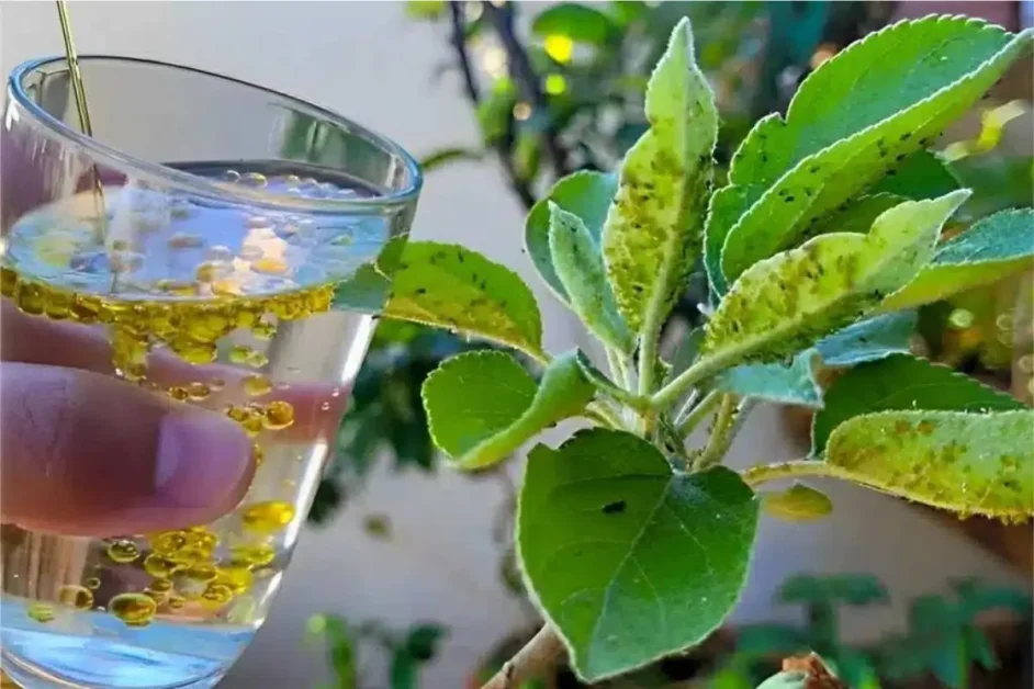 Inseticida caseiro que livra as plantas de pragas com apenas 2 ingredientes