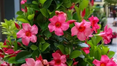 Você conhece a dipladenia Aqui estão todas as dicas para cultiva-lo também na sua varanda
