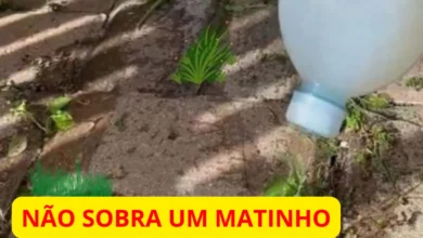 Elimine o Mato Indesejado do Seu Quintal Solução Caseira com Ingredientes que Você tem em Casa!